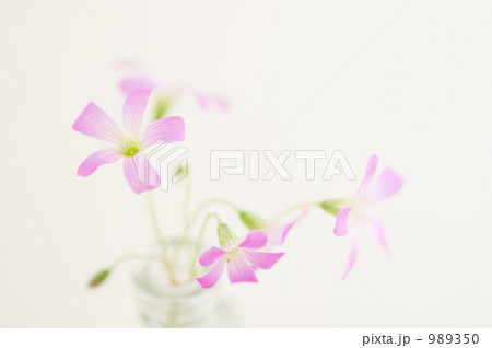 ピンクの花 ピンクの花 989350