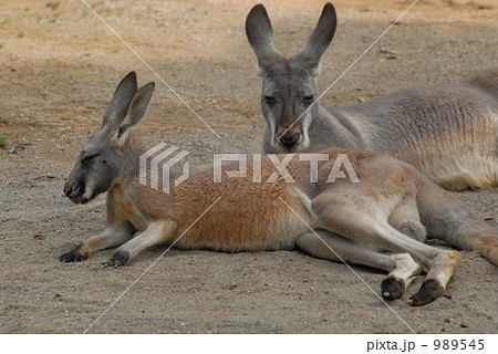 ２匹のアカカンガルー 989545