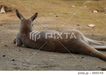 アカカンガルーの後ろ姿 989549