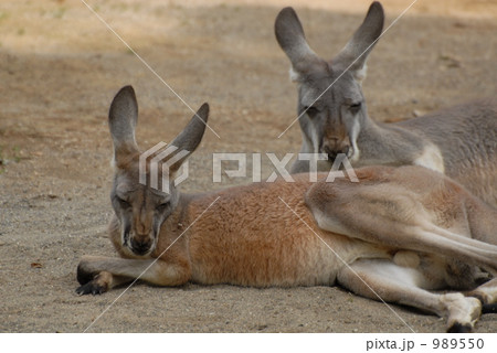 ２頭のアカカンガルー 989550