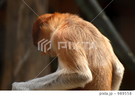 テングザルの怒り 989558