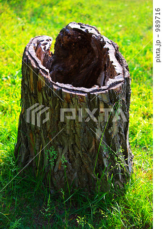 芝生の穴あき切り株の写真素材 9716