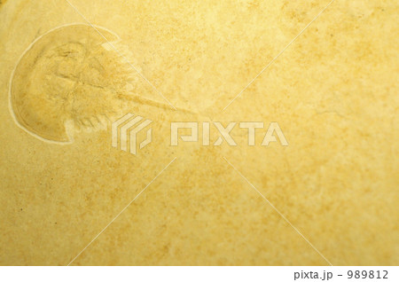 カブトガニ化石 989812