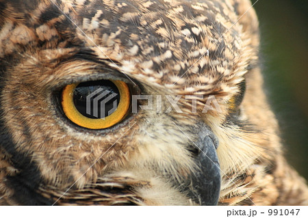 見つめる眼差し 991047