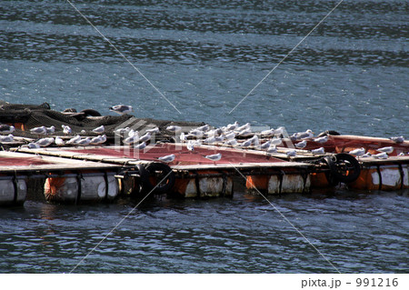 漁港の鳥の群れ 991216