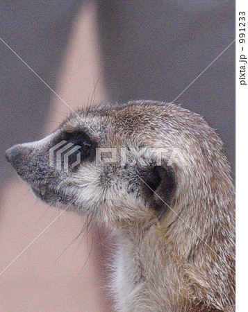 思案顔 思案顔 991233