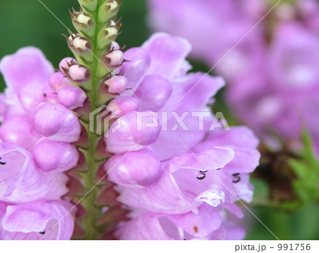 ピンクの花虎ノ尾(ハナトラノオ) ピンクの花虎ノ尾(ハナトラノオ) 991756