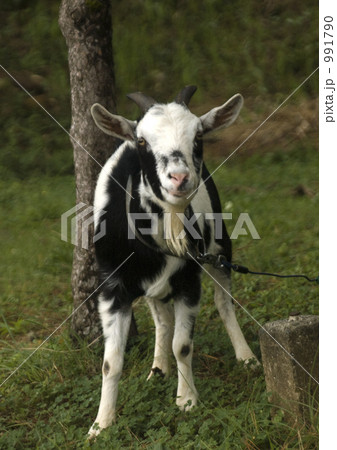 宝島のトカラヤギ 宝島のトカラヤギ 991790