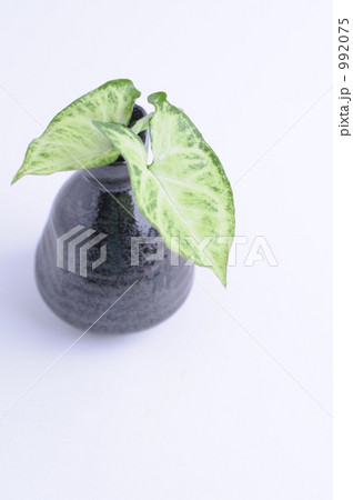 花一凛　シンゴニューム 992075