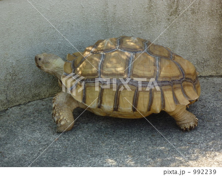 ケヅメリクガメ 992239