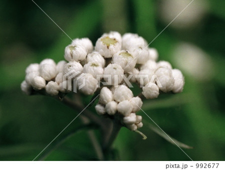 ヤマハハコ(高原の花) ヤマハハコ(高原の花) 992677