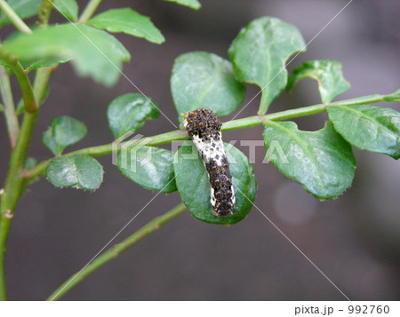 誕生７日目 992760