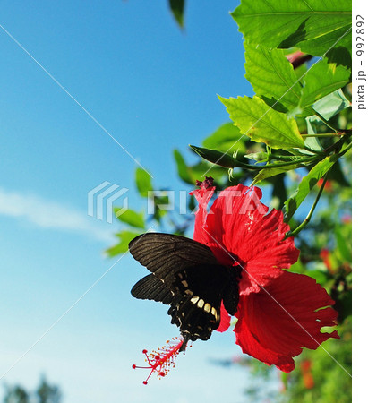 Hibiscus With A Butterfly Stock Photo 9922