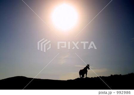 太陽と馬 992986