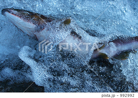 カラフトマスの遡上 992992