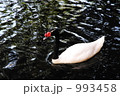 優雅な水鳥 993458