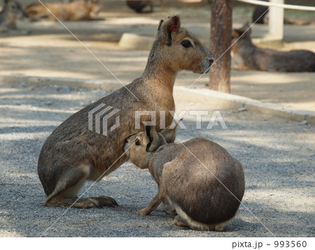 マーラ親子の授乳 993560