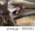 カンガルーの親子 993561