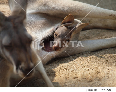 カンガルーの親子 カンガルーの親子 993561