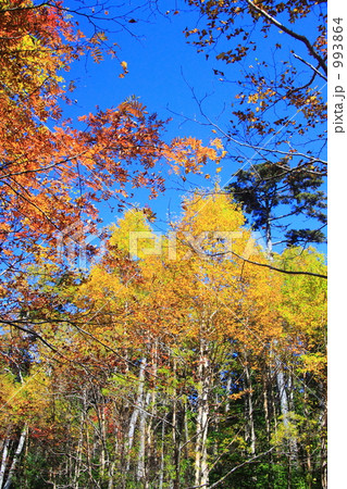 秋の北八ヶ岳　1 993864