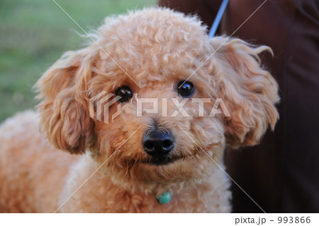 トイプードルの仔犬 993866