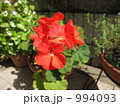 ゼラニュームの花 994093