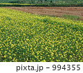 からし菜畑 994355
