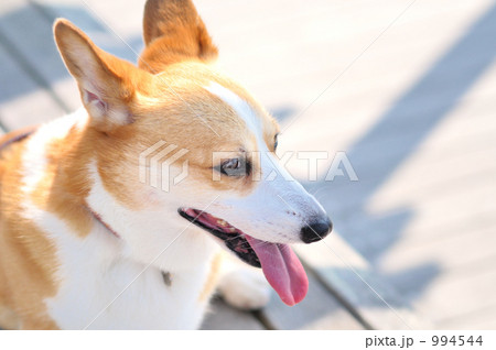 ウェルシュ・コーギー 994544