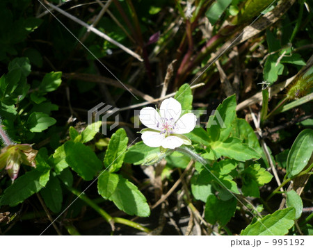 あぜ道の白い花 995192