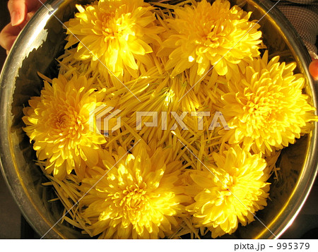 ボウルにいっぱいの菊 995379