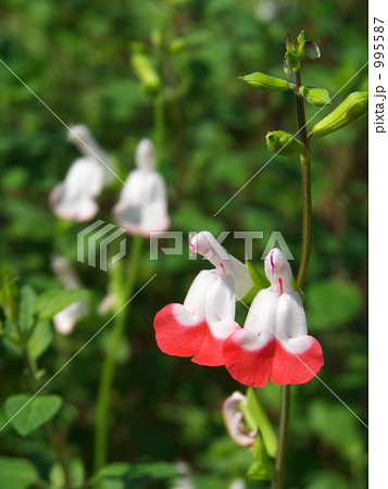 チェリーセージ「ホットリップス」－１ 995587