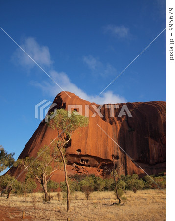 エアーズロックとユーカリの木 995679