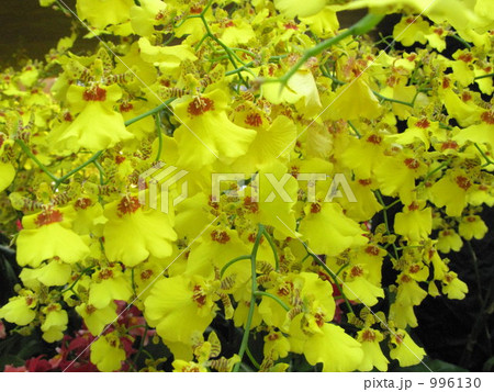 華麗な黄色い花 華麗な黄色い花 996130