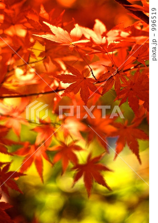 神戸の紅葉 996519