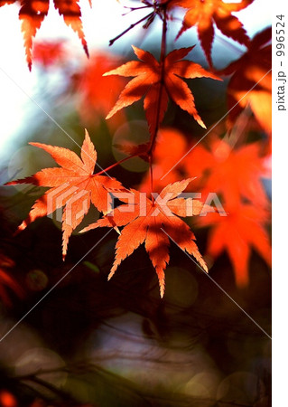 神戸の紅葉 996524