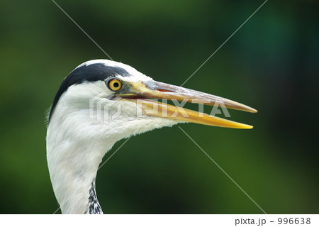 アオサギ 996638