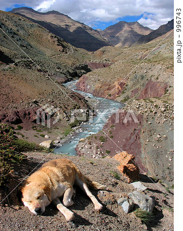 チベット カイラス山の居眠り犬 チベット カイラス山の居眠り犬 996743