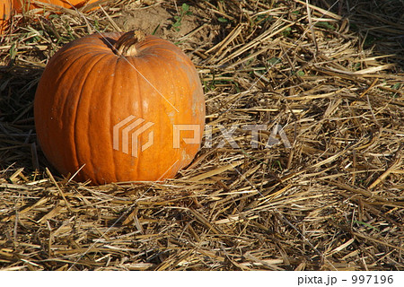 収穫祭のカボチャ 997196