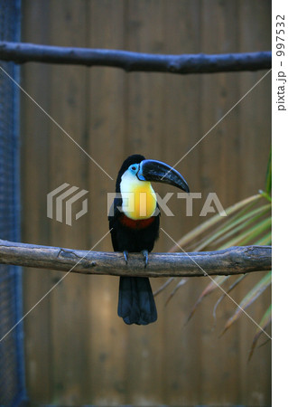 ヒムネオオハシ 997532