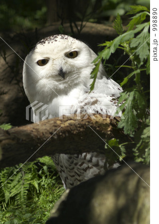 シロフクロウ 998890