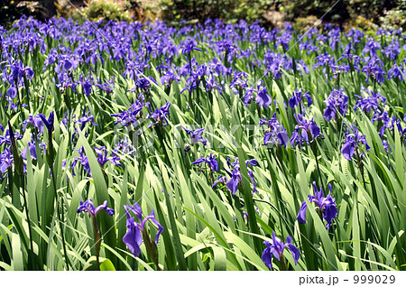 かきつばた 999029