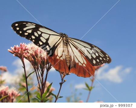 アサギマダラ蝶 999307