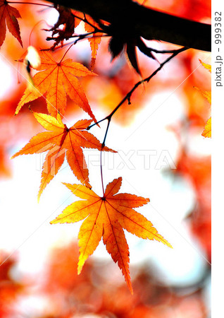 紅葉 999382
