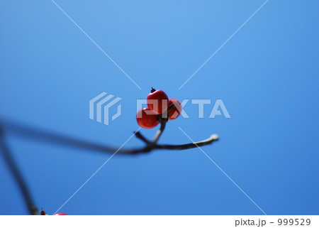 ハナミズキの赤い実 999529