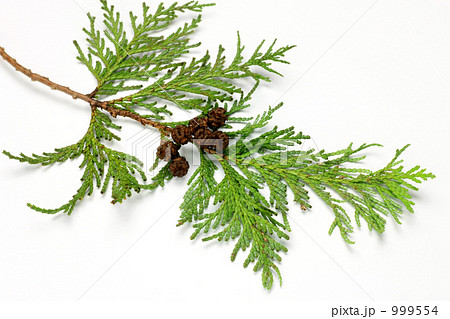 ヒノキ ヒノキ 999554