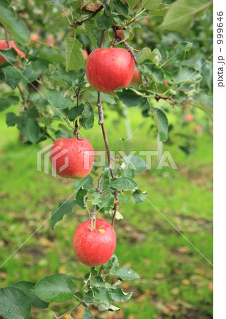 ジョナゴールド 999646