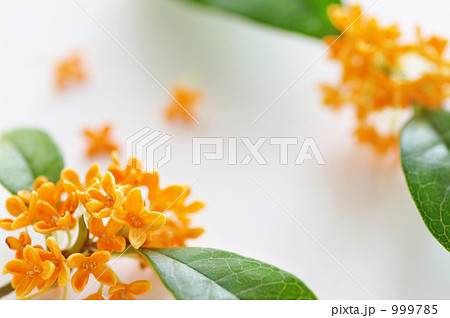 香るキンモクセイの花　３ 999785