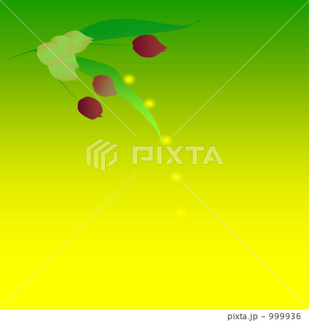 ジュズダマ 999936