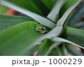 かくれんぼをするカエル 1000229