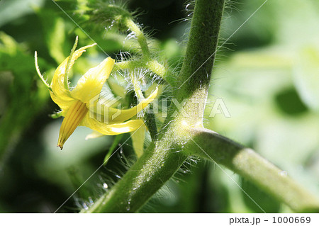 トマトの花 トマトの花 1000669